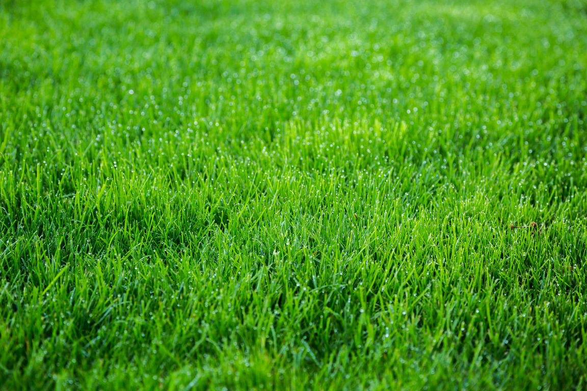 Dewy Grass lawn